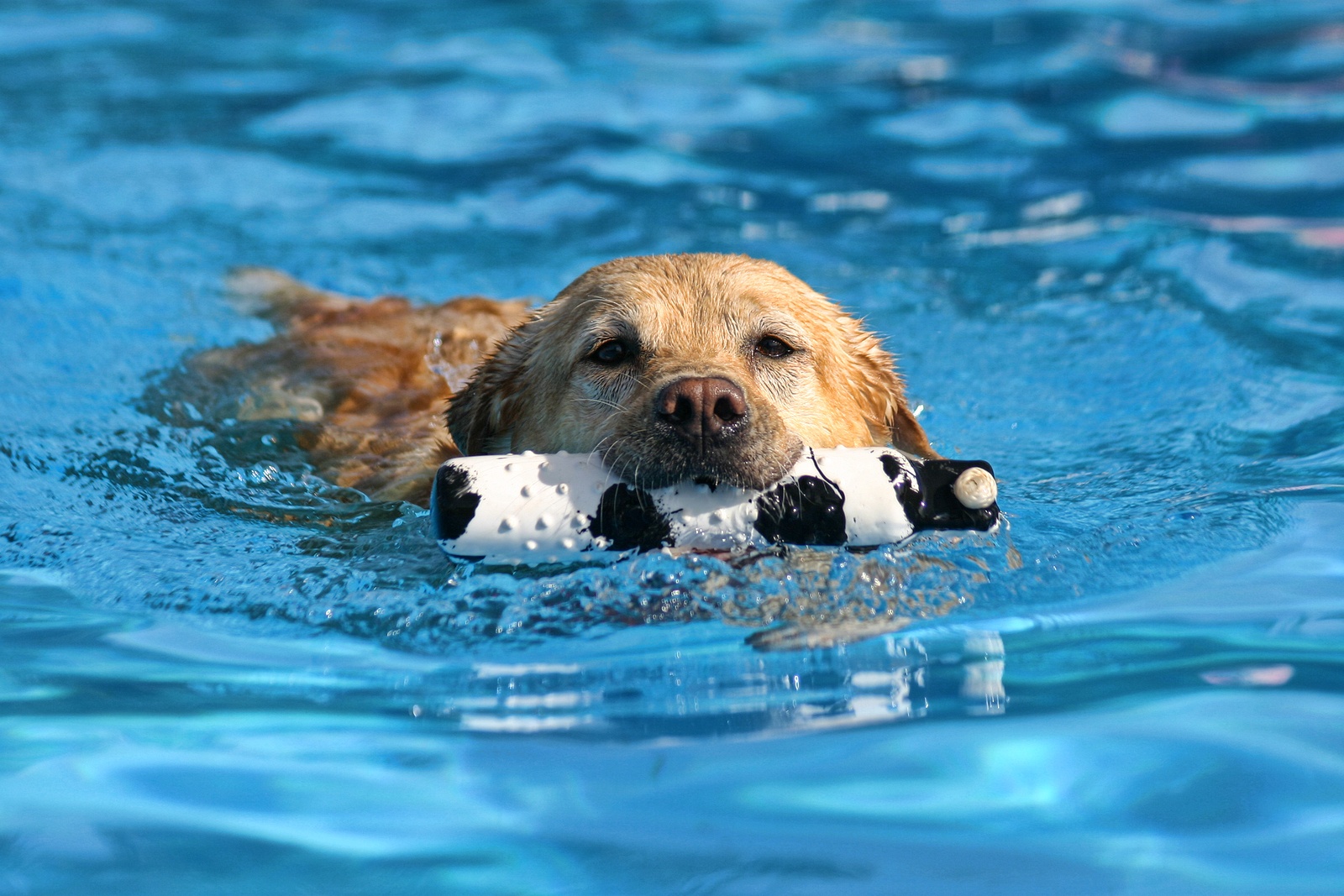 bigstock-dog-at-a-pool-19387085.jpg