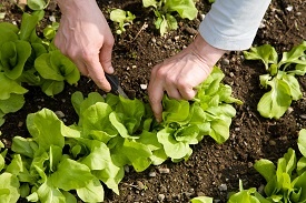 When to Plant Vegetables in Las Vegas