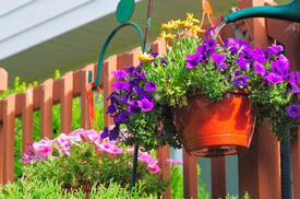 bigstock-Petunia-Watering-22061159.jpg