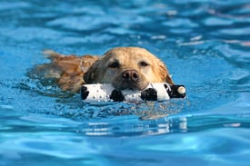 bigstock-dog-at-a-pool-19387085.jpg