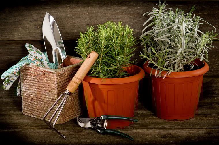 Grow These Herbs to Use in Your Summer Cocktails