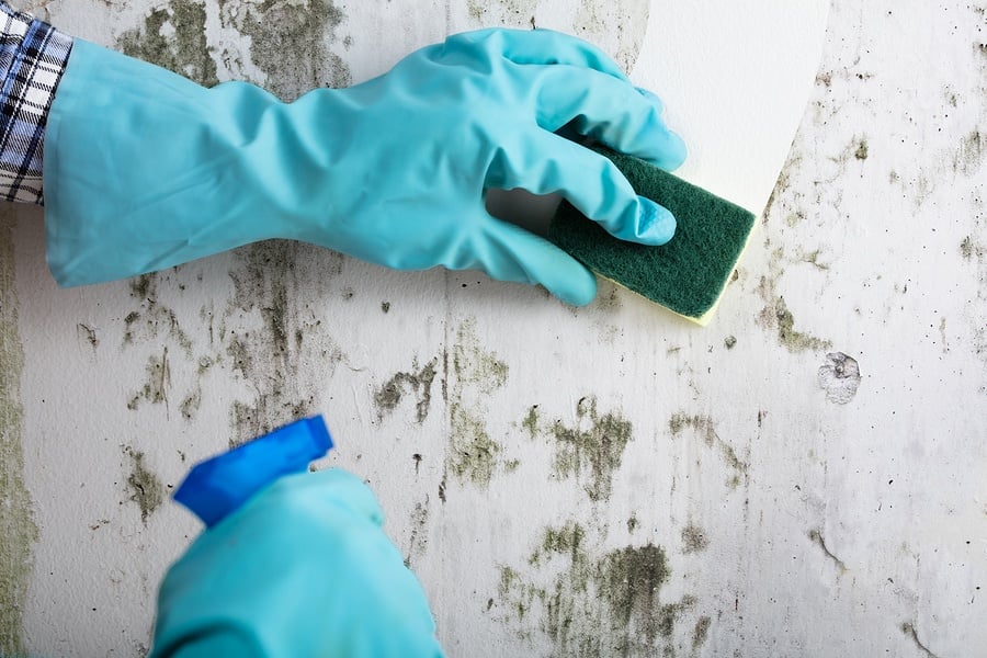 Eliminate Mold in Your Home with These Tips