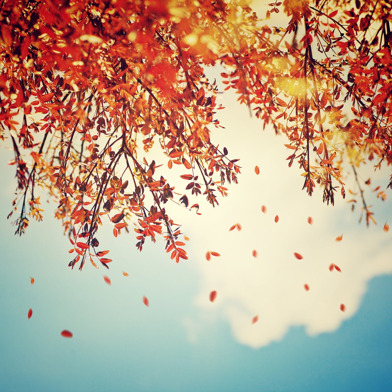 bigstock-Beautiful-vintage-autumn-backg-99509672.jpg